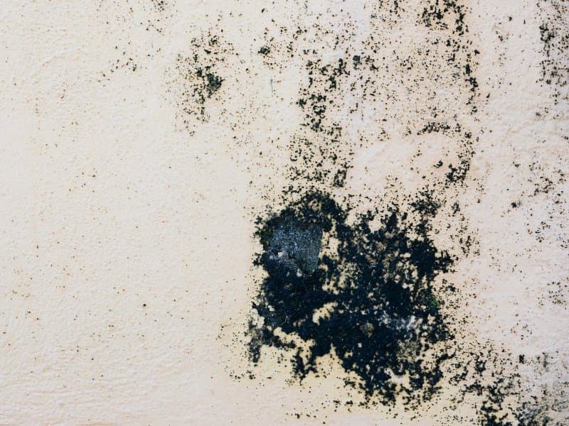 Black mold colony spreading across a painted interior wall surface requiring professional remediation