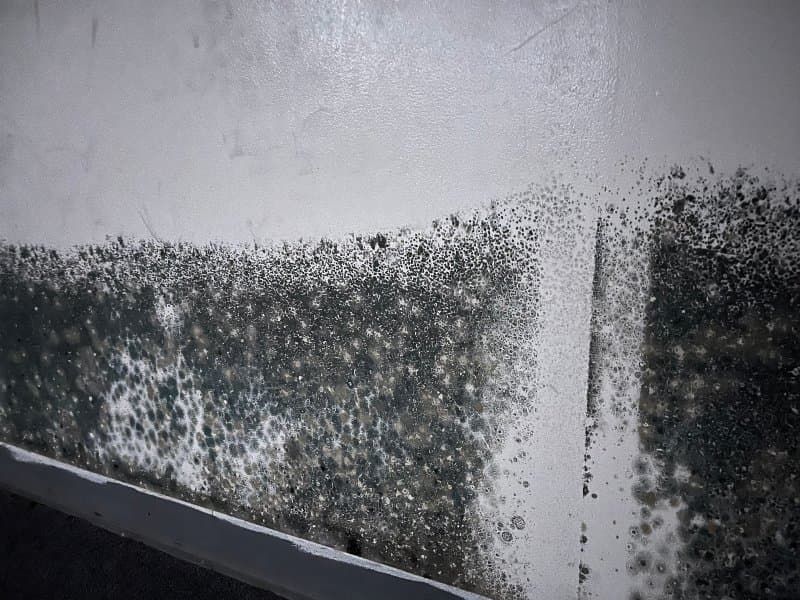 Severe mold growth along baseboards and lower walls in a room with moisture intrusion