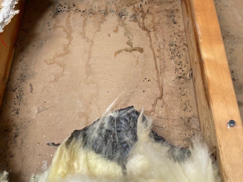 Water-stained wall sheathing with mold growth and saturated fiberglass insulation during restoration tearout
